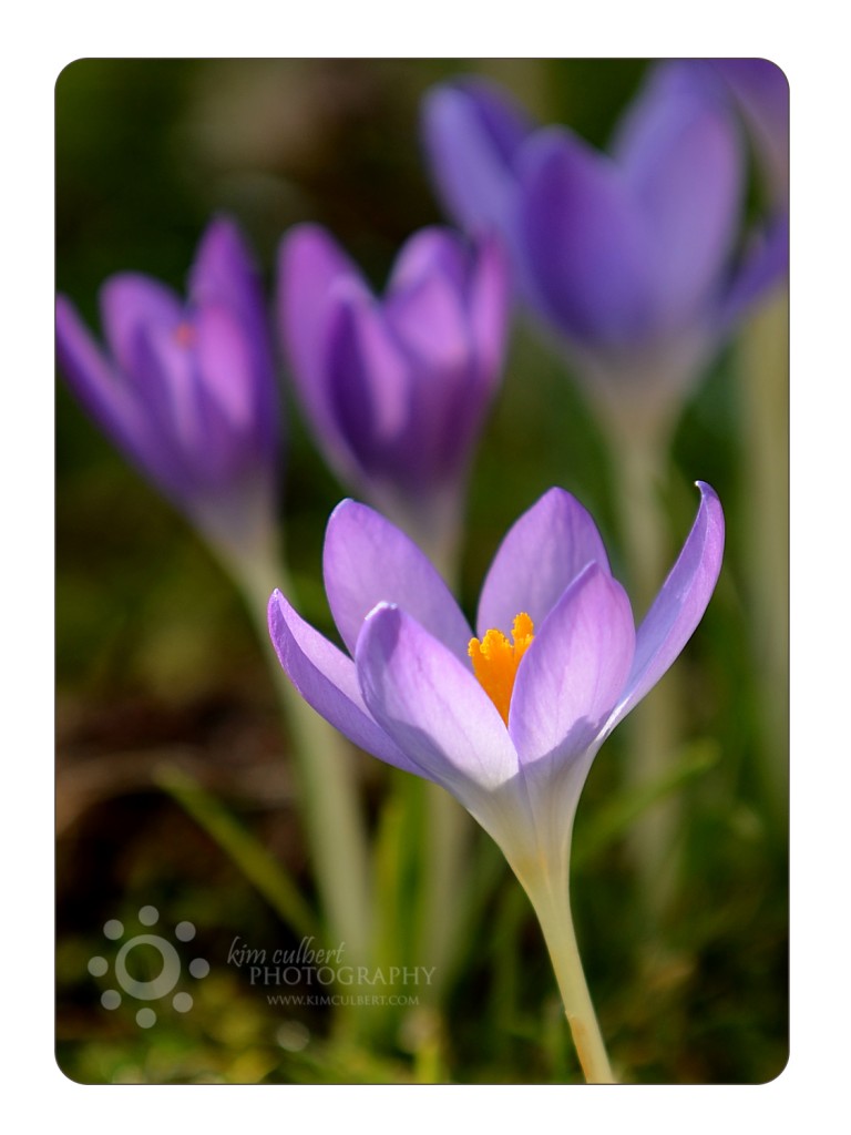 Crocus 1