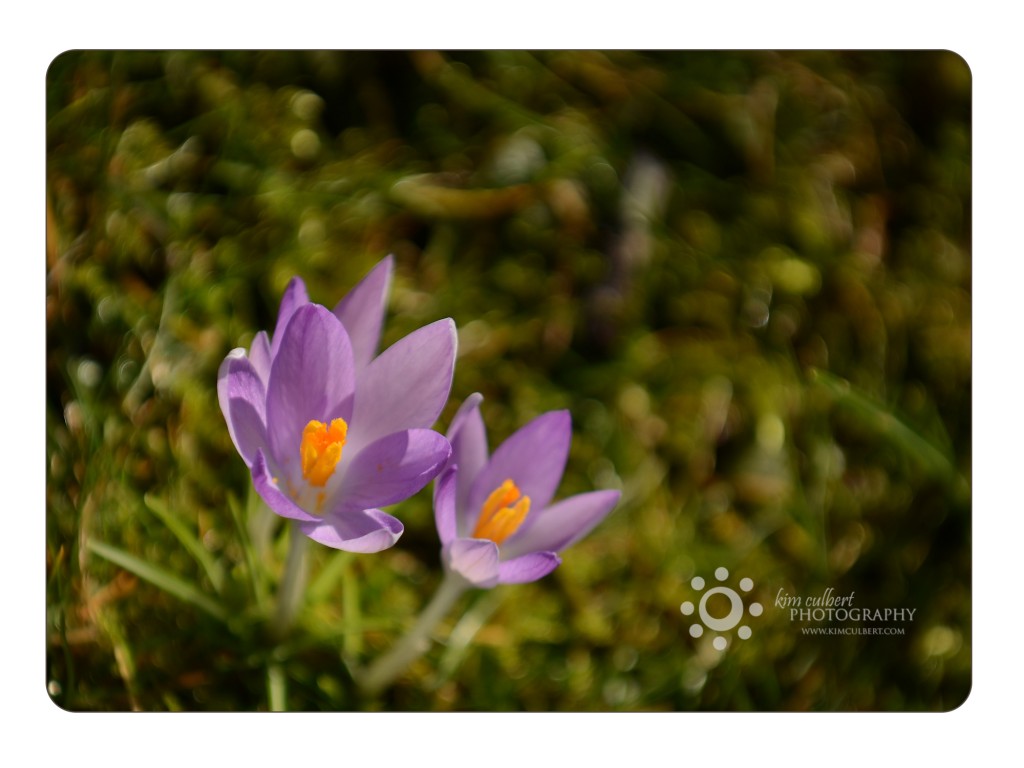 Crocus 3