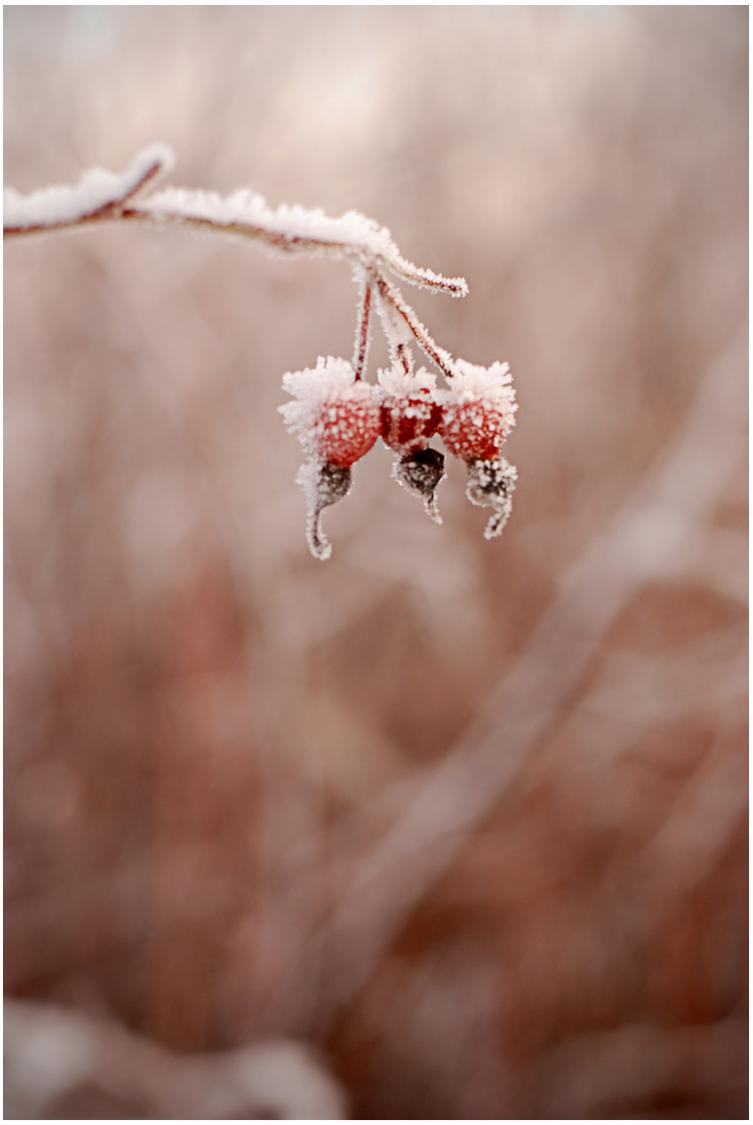 Snow Capped