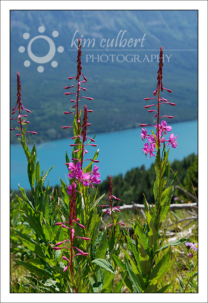 Fireweed and Chilko Lake