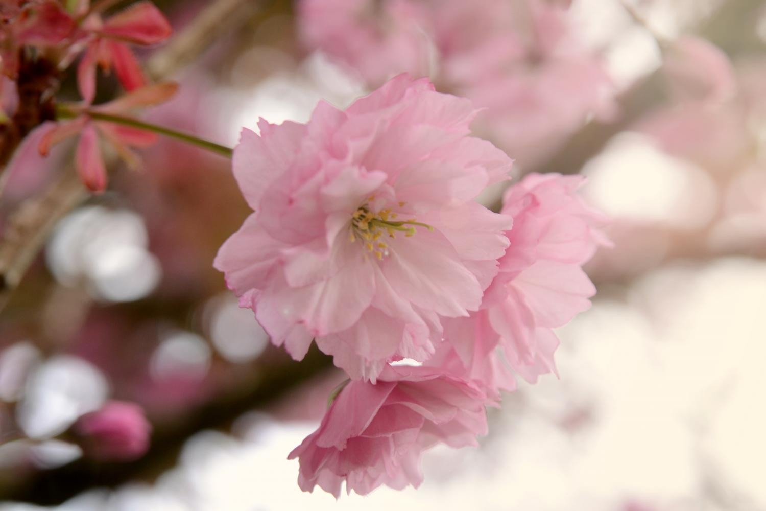 Cherry Blossoms