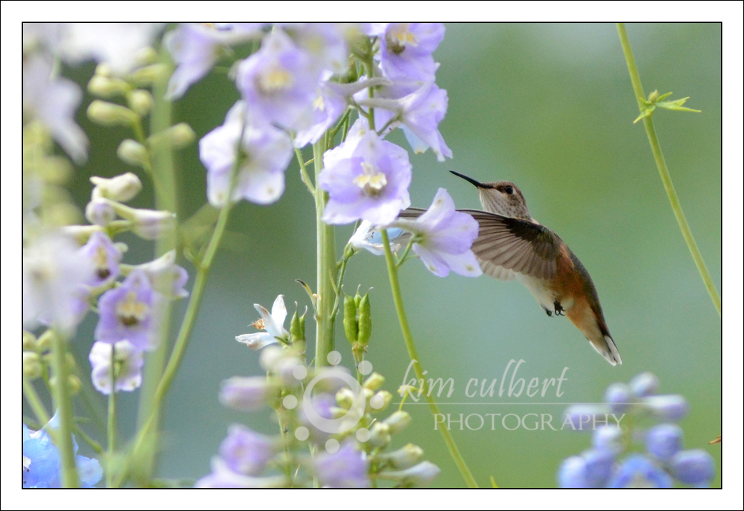 Hummingbird 4