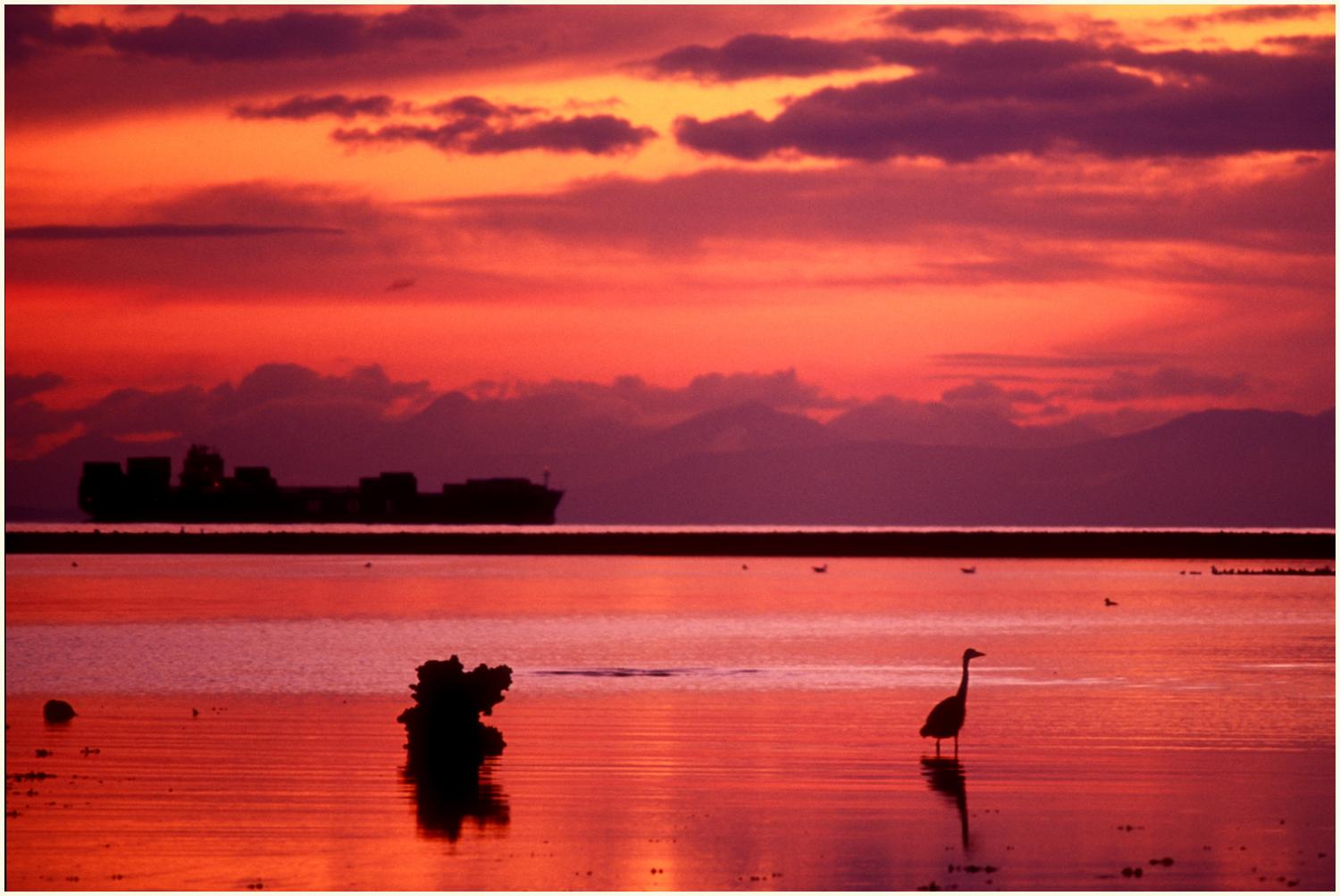 The Heron and the Boat