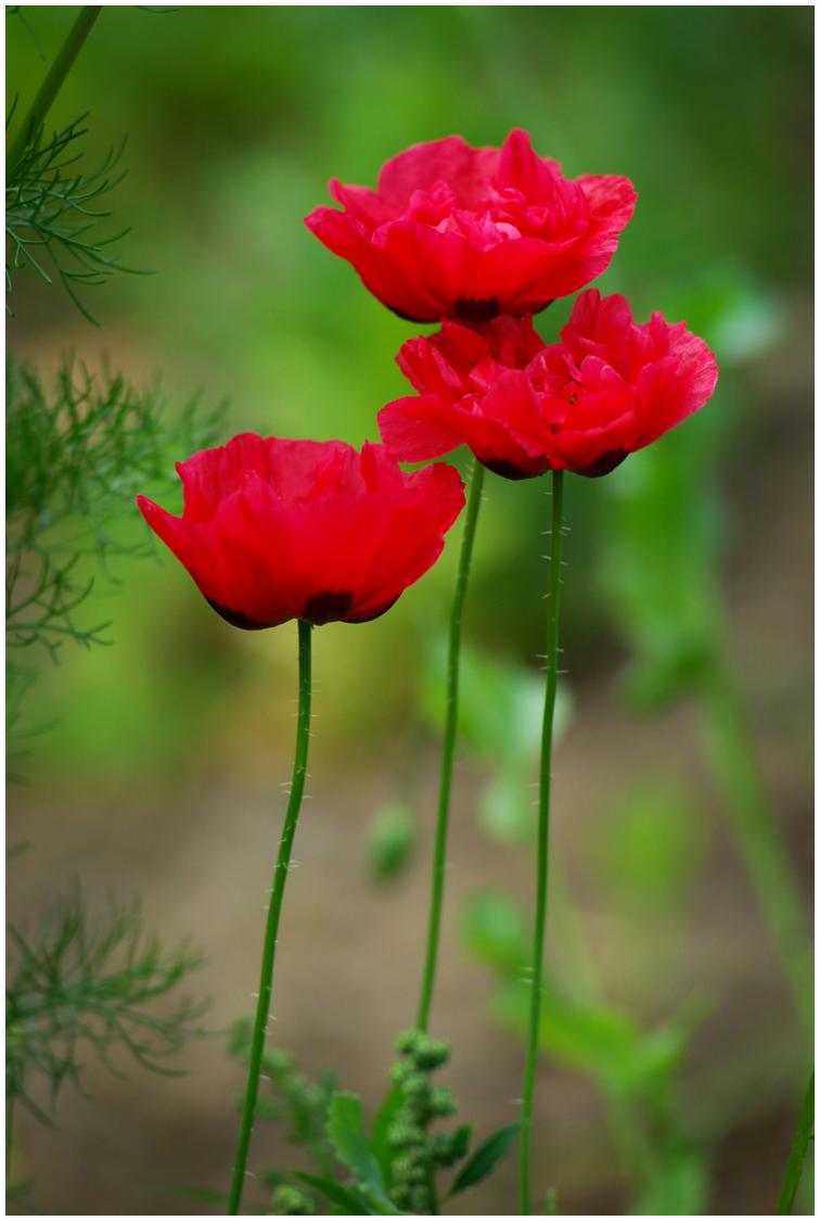 Trio of Poppies