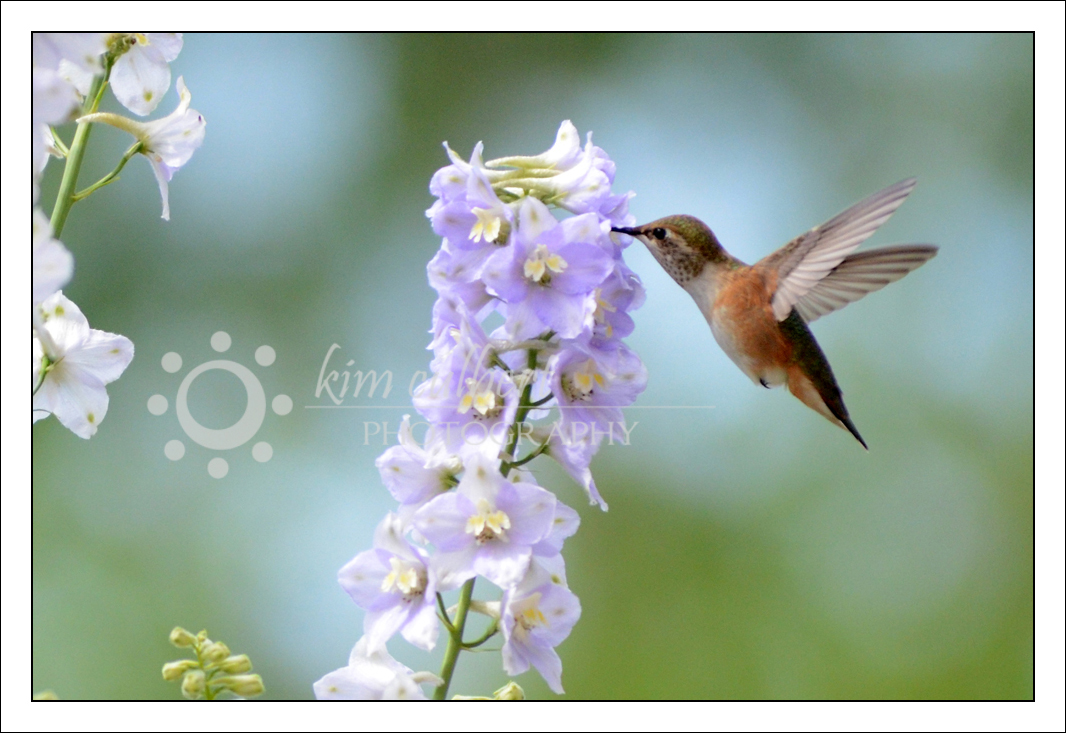 Hummingbird 2