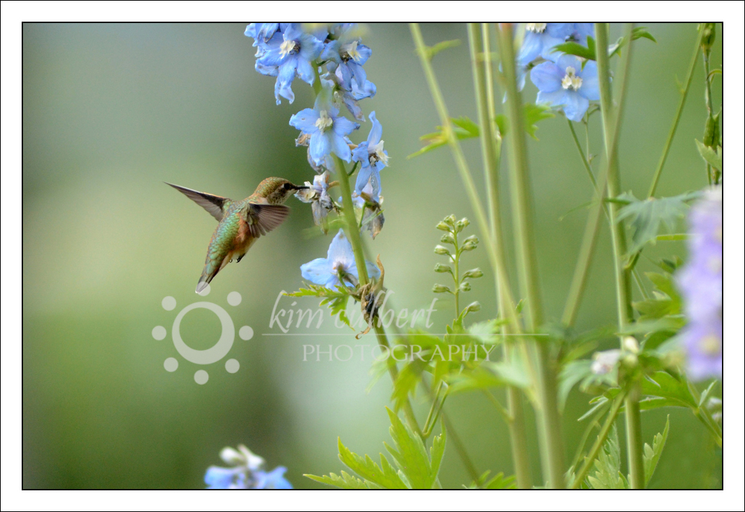 Hummingbird 3